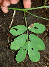  ( - BioBot00566)  @11 [ ] CreativeCommons - Attribution Non-Commercial Share-Alike (2010) Daniel H. Janzen Guanacaste Dry Forest Conservation Fund