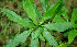  ( - BioBot00575)  @11 [ ] CreativeCommons - Attribution Non-Commercial Share-Alike (2010) Daniel H. Janzen Guanacaste Dry Forest Conservation Fund