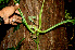  ( - BioBot00576)  @11 [ ] CreativeCommons - Attribution Non-Commercial Share-Alike (2010) Daniel H. Janzen Guanacaste Dry Forest Conservation Fund