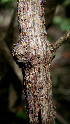  ( - BioBot00589)  @11 [ ] CreativeCommons - Attribution Non-Commercial Share-Alike (2010) Daniel H. Janzen Guanacaste Dry Forest Conservation Fund