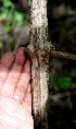  ( - BioBot00589)  @11 [ ] CreativeCommons - Attribution Non-Commercial Share-Alike (2010) Daniel H. Janzen Guanacaste Dry Forest Conservation Fund
