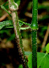  ( - BioBot00592)  @11 [ ] CreativeCommons - Attribution Non-Commercial Share-Alike (2010) Daniel H. Janzen Guanacaste Dry Forest Conservation Fund