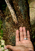  ( - BioBot00601)  @11 [ ] CreativeCommons - Attribution Non-Commercial Share-Alike (2010) Daniel H. Janzen Guanacaste Dry Forest Conservation Fund