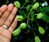  ( - BioBot00601)  @11 [ ] CreativeCommons - Attribution Non-Commercial Share-Alike (2010) Daniel H. Janzen Guanacaste Dry Forest Conservation Fund