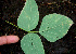  (Desmodium purpusii - BioBot00609)  @11 [ ] CreativeCommons - Attribution Non-Commercial Share-Alike (2010) Daniel H. Janzen Guanacaste Dry Forest Conservation Fund