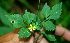  ( - BioBot00617)  @11 [ ] CreativeCommons - Attribution Non-Commercial Share-Alike (2010) Daniel H. Janzen Guanacaste Dry Forest Conservation Fund