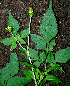  ( - BioBot00618)  @11 [ ] CreativeCommons - Attribution Non-Commercial Share-Alike (2010) Daniel H. Janzen Guanacaste Dry Forest Conservation Fund