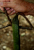  ( - BioBot00631)  @11 [ ] CreativeCommons - Attribution Non-Commercial Share-Alike (2010) Daniel H. Janzen Guanacaste Dry Forest Conservation Fund