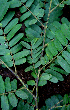  ( - BioBot00632)  @11 [ ] CreativeCommons - Attribution Non-Commercial Share-Alike (2010) Daniel H. Janzen Guanacaste Dry Forest Conservation Fund