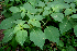  (Physalis ignota - BioBot00640)  @11 [ ] CreativeCommons - Attribution Non-Commercial Share-Alike (2010) Daniel H. Janzen Guanacaste Dry Forest Conservation Fund