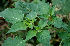  ( - BioBot00641)  @11 [ ] CreativeCommons - Attribution Non-Commercial Share-Alike (2010) Daniel H. Janzen Guanacaste Dry Forest Conservation Fund