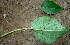  ( - BioBot00642)  @11 [ ] CreativeCommons - Attribution Non-Commercial Share-Alike (2010) Daniel H. Janzen Guanacaste Dry Forest Conservation Fund