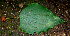  ( - BioBot00649)  @11 [ ] CreativeCommons - Attribution Non-Commercial Share-Alike (2010) Daniel H. Janzen Guanacaste Dry Forest Conservation Fund