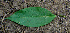  ( - BioBot00658)  @11 [ ] CreativeCommons - Attribution Non-Commercial Share-Alike (2010) Daniel H. Janzen Guanacaste Dry Forest Conservation Fund