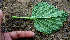  ( - BioBot00660)  @11 [ ] CreativeCommons - Attribution Non-Commercial Share-Alike (2010) Daniel H. Janzen Guanacaste Dry Forest Conservation Fund