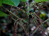  ( - BioBot00680)  @11 [ ] CreativeCommons - Attribution Non-Commercial Share-Alike (2010) Daniel H. Janzen Guanacaste Dry Forest Conservation Fund