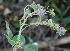  ( - BioBot00698)  @11 [ ] CreativeCommons - Attribution Non-Commercial Share-Alike (2010) Daniel H. Janzen Guanacaste Dry Forest Conservation Fund