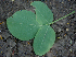  ( - BioBot00699)  @11 [ ] CreativeCommons - Attribution Non-Commercial Share-Alike (2010) Daniel H. Janzen Guanacaste Dry Forest Conservation Fund