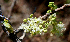  ( - BioBot00711)  @11 [ ] CreativeCommons - Attribution Non-Commercial Share-Alike (2010) Daniel H. Janzen Guanacaste Dry Forest Conservation Fund