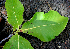  ( - BioBot00712)  @11 [ ] CreativeCommons - Attribution Non-Commercial Share-Alike (2010) Daniel H. Janzen Guanacaste Dry Forest Conservation Fund