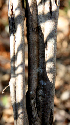  ( - BioBot00718)  @11 [ ] CreativeCommons - Attribution Non-Commercial Share-Alike (2010) Daniel H. Janzen Guanacaste Dry Forest Conservation Fund