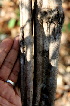  ( - BioBot00718)  @11 [ ] CreativeCommons - Attribution Non-Commercial Share-Alike (2010) Daniel H. Janzen Guanacaste Dry Forest Conservation Fund