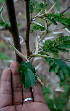  ( - BioBot00720)  @11 [ ] CreativeCommons - Attribution Non-Commercial Share-Alike (2010) Daniel H. Janzen Guanacaste Dry Forest Conservation Fund