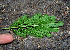  ( - BioBot00720)  @11 [ ] CreativeCommons - Attribution Non-Commercial Share-Alike (2010) Daniel H. Janzen Guanacaste Dry Forest Conservation Fund