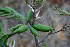  ( - BioBot00721)  @11 [ ] CreativeCommons - Attribution Non-Commercial Share-Alike (2010) Daniel H. Janzen Guanacaste Dry Forest Conservation Fund