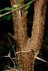  ( - BioBot00722)  @11 [ ] CreativeCommons - Attribution Non-Commercial Share-Alike (2010) Daniel H. Janzen Guanacaste Dry Forest Conservation Fund