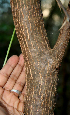  ( - BioBot00722)  @11 [ ] CreativeCommons - Attribution Non-Commercial Share-Alike (2010) Daniel H. Janzen Guanacaste Dry Forest Conservation Fund