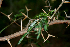  ( - BioBot00722)  @11 [ ] CreativeCommons - Attribution Non-Commercial Share-Alike (2010) Daniel H. Janzen Guanacaste Dry Forest Conservation Fund