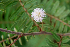  ( - BioBot00723)  @11 [ ] CreativeCommons - Attribution Non-Commercial Share-Alike (2010) Daniel H. Janzen Guanacaste Dry Forest Conservation Fund