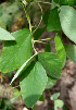  (Mucuna prueriens - BioBot00729)  @11 [ ] CreativeCommons - Attribution Non-Commercial Share-Alike (2010) Daniel H. Janzen Guanacaste Dry Forest Conservation Fund