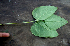  ( - BioBot00731)  @11 [ ] CreativeCommons - Attribution Non-Commercial Share-Alike (2010) Daniel H. Janzen Guanacaste Dry Forest Conservation Fund