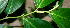  ( - BioBot00735)  @11 [ ] CreativeCommons - Attribution Non-Commercial Share-Alike (2010) Daniel H. Janzen Guanacaste Dry Forest Conservation Fund