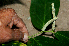  ( - BioBot00735)  @11 [ ] CreativeCommons - Attribution Non-Commercial Share-Alike (2010) Daniel H. Janzen Guanacaste Dry Forest Conservation Fund