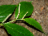  ( - BioBot00737)  @11 [ ] CreativeCommons - Attribution Non-Commercial Share-Alike (2010) Daniel H. Janzen Guanacaste Dry Forest Conservation Fund