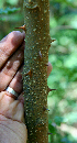  ( - BioBot00742)  @11 [ ] CreativeCommons - Attribution Non-Commercial Share-Alike (2010) Daniel H. Janzen Guanacaste Dry Forest Conservation Fund