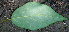  ( - BioBot00742)  @11 [ ] CreativeCommons - Attribution Non-Commercial Share-Alike (2010) Daniel H. Janzen Guanacaste Dry Forest Conservation Fund