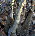  (Iresine calea - BioBot00750)  @11 [ ] CreativeCommons - Attribution Non-Commercial Share-Alike (2010) Daniel H. Janzen Guanacaste Dry Forest Conservation Fund