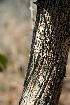  ( - BioBot00757)  @11 [ ] CreativeCommons - Attribution Non-Commercial Share-Alike (2010) Daniel H. Janzen Guanacaste Dry Forest Conservation Fund