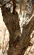  ( - BioBot00758)  @11 [ ] CreativeCommons - Attribution Non-Commercial Share-Alike (2010) Daniel H. Janzen Guanacaste Dry Forest Conservation Fund