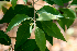  ( - BioBot00775)  @11 [ ] CreativeCommons - Attribution Non-Commercial Share-Alike (2010) Daniel H. Janzen Guanacaste Dry Forest Conservation Fund