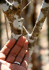  ( - BioBot00776)  @11 [ ] CreativeCommons - Attribution Non-Commercial Share-Alike (2010) Daniel H. Janzen Guanacaste Dry Forest Conservation Fund