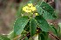  (Stigmaphyllon ellipticum - BioBot00811)  @11 [ ] CreativeCommons - Attribution Non-Commercial Share-Alike (2010) Daniel H. Janzen Guanacaste Dry Forest Conservation Fund