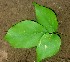  (Clitoria glaberrima - BioBot01033)  @11 [ ] CreativeCommons - Attribution Non-Commercial Share-Alike (2010) Daniel H. Janzen Guanacaste Dry Forest Conservation Fund