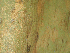 (Morus celtidiflora - BioBot01061)  @11 [ ] CreativeCommons - Attribution Non-Commercial Share-Alike (2010) Daniel H. Janzen Guanacaste Dry Forest Conservation Fund