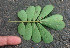  ( - BioBot01076)  @11 [ ] CreativeCommons - Attribution Non-Commercial Share-Alike (2010) Daniel H. Janzen Guanacaste Dry Forest Conservation Fund