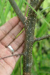  ( - BioBot01078)  @11 [ ] CreativeCommons - Attribution Non-Commercial Share-Alike (2010) Daniel H. Janzen Guanacaste Dry Forest Conservation Fund